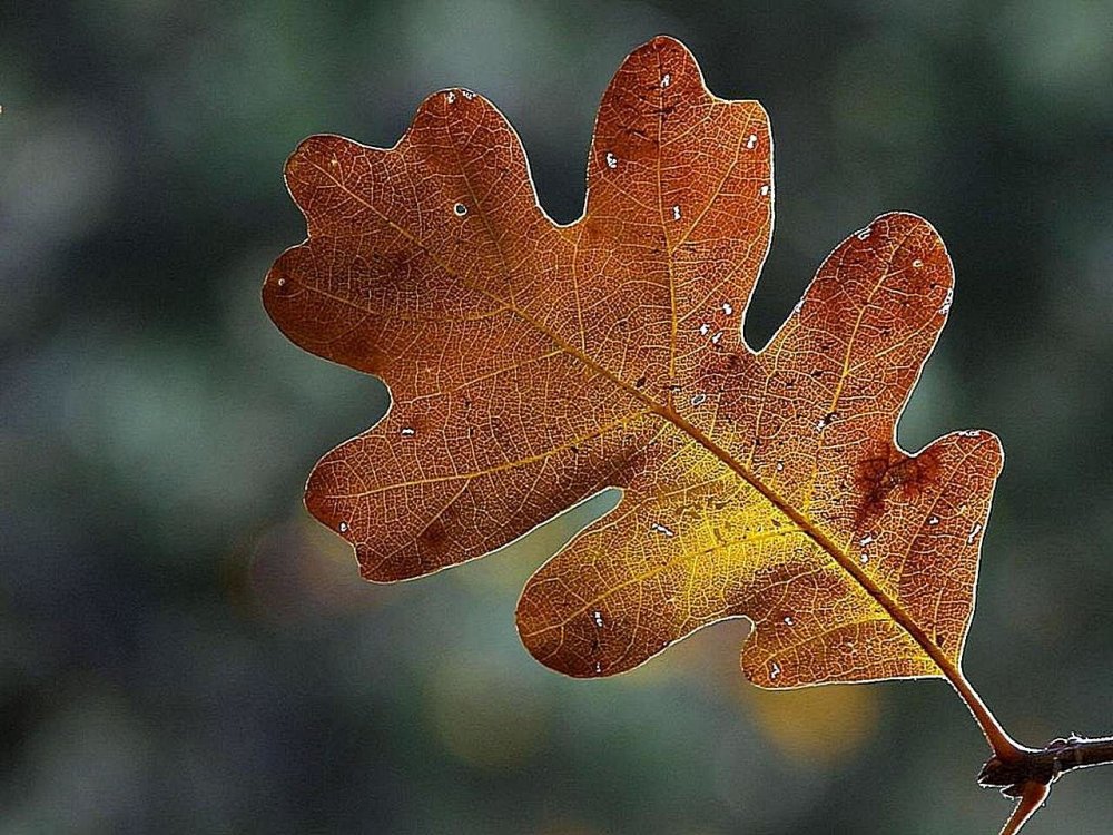 Дуб черешчатый осенью лист