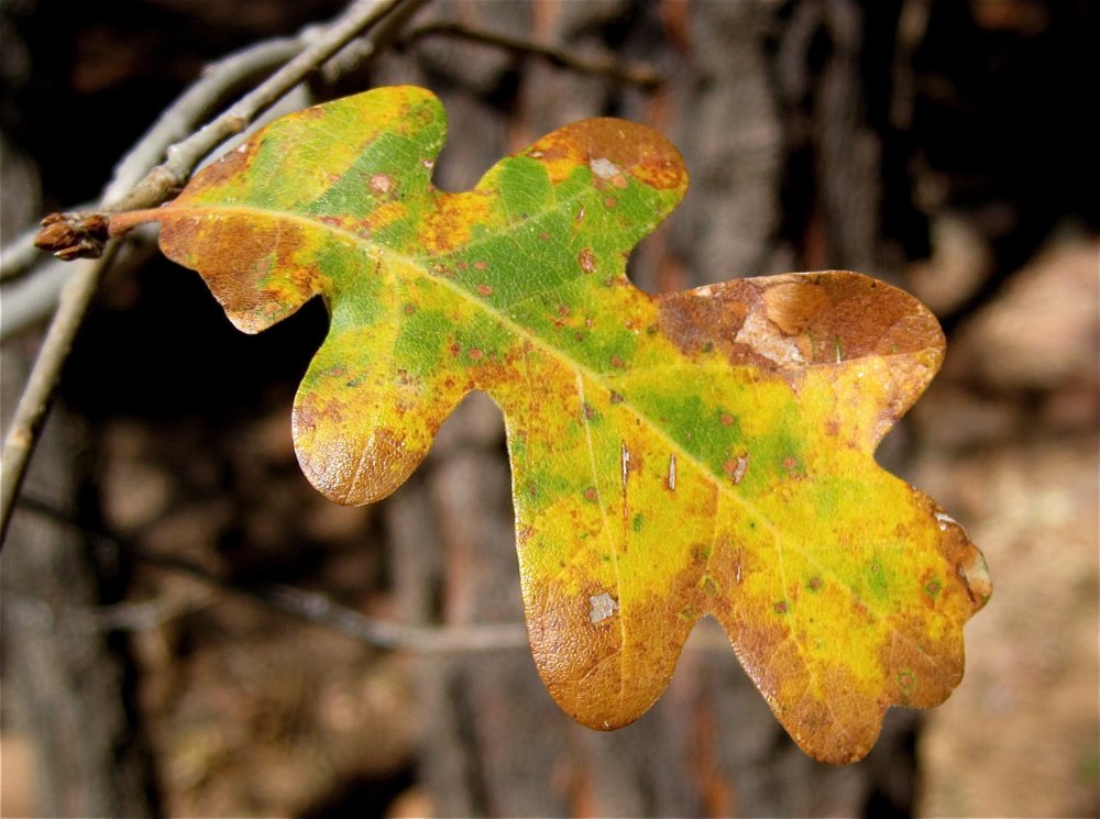 Дуб черешчатый лист осенний