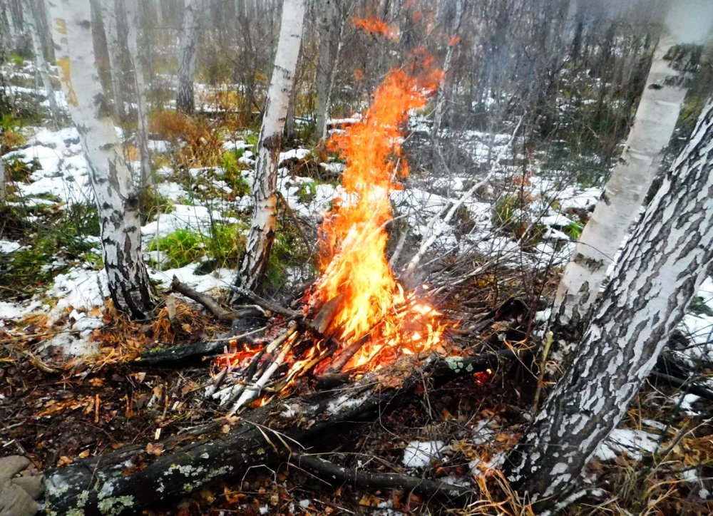 Кострище в лесу сгоревшее