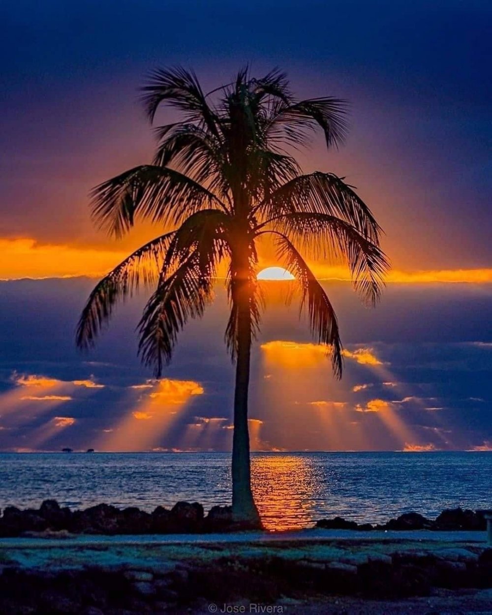 Пальмы на закате