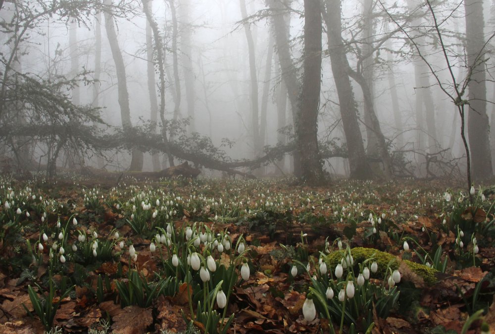 Весенний лес в тумане