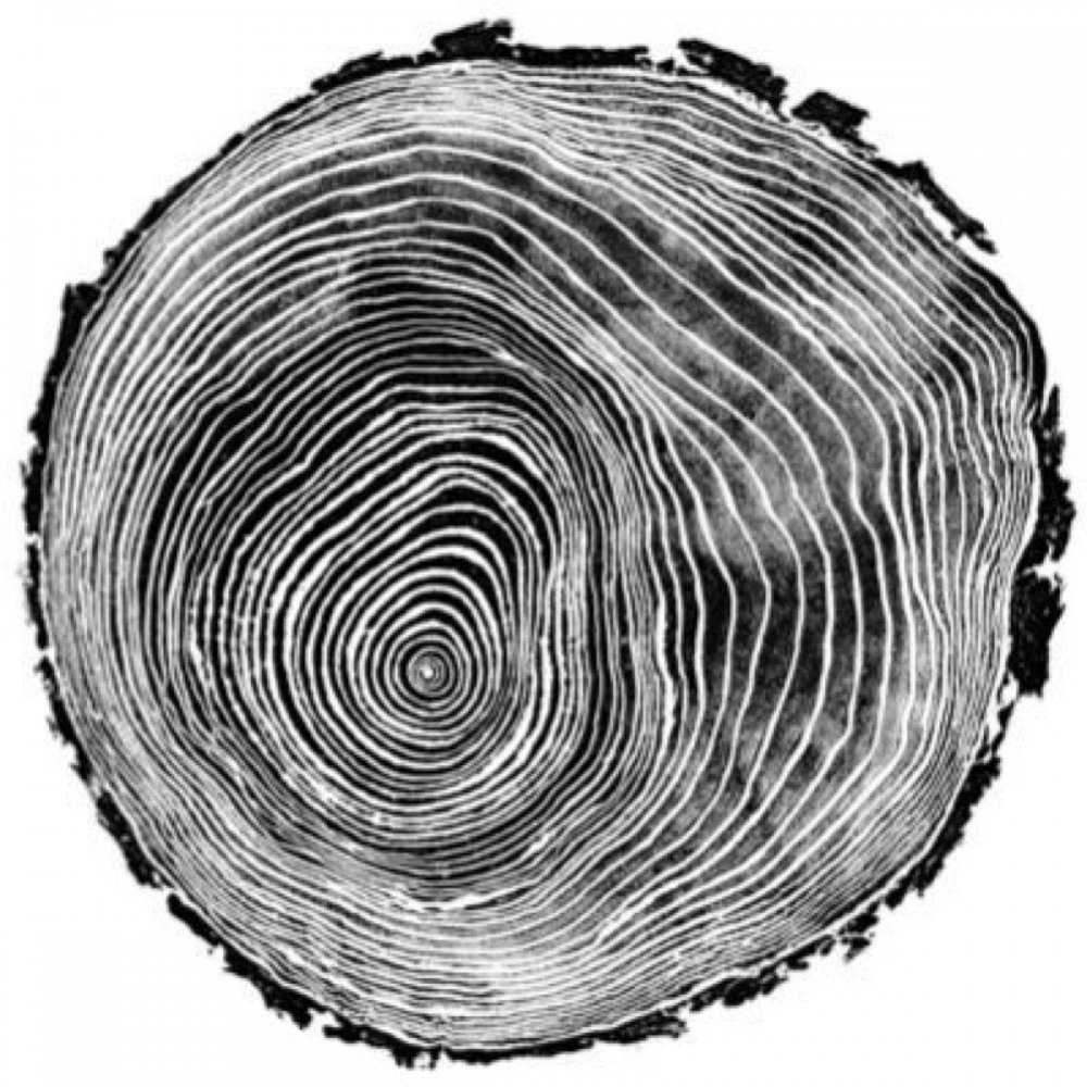 Кольца дерева в разрезе