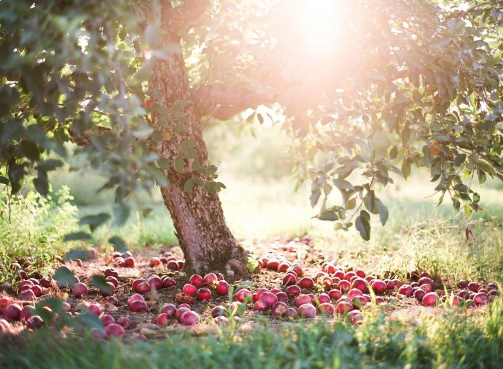 Солнечное утро в яблоневом саду