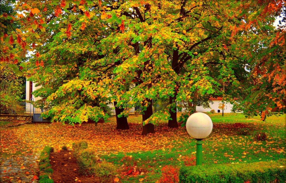 Осенний сад фото