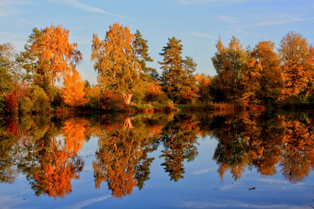Осенний лес с отражением в воде