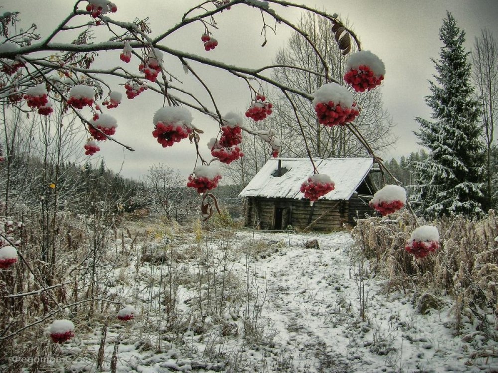 Зима рябина деревня