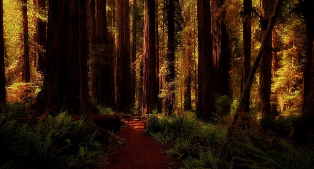 Красном лесу (Калифорния)
