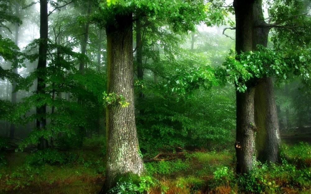 Дремучий лес