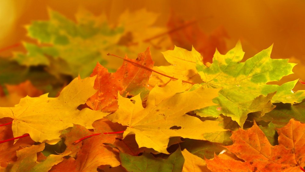 Осень желтые листья