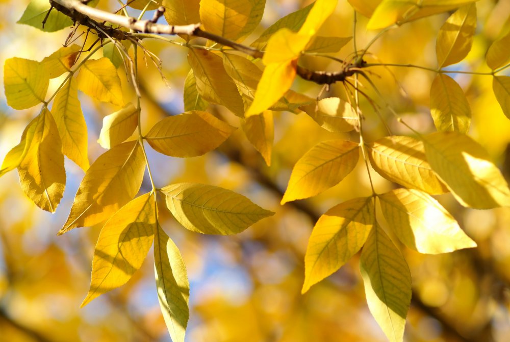 Дерево ясень желтые листья