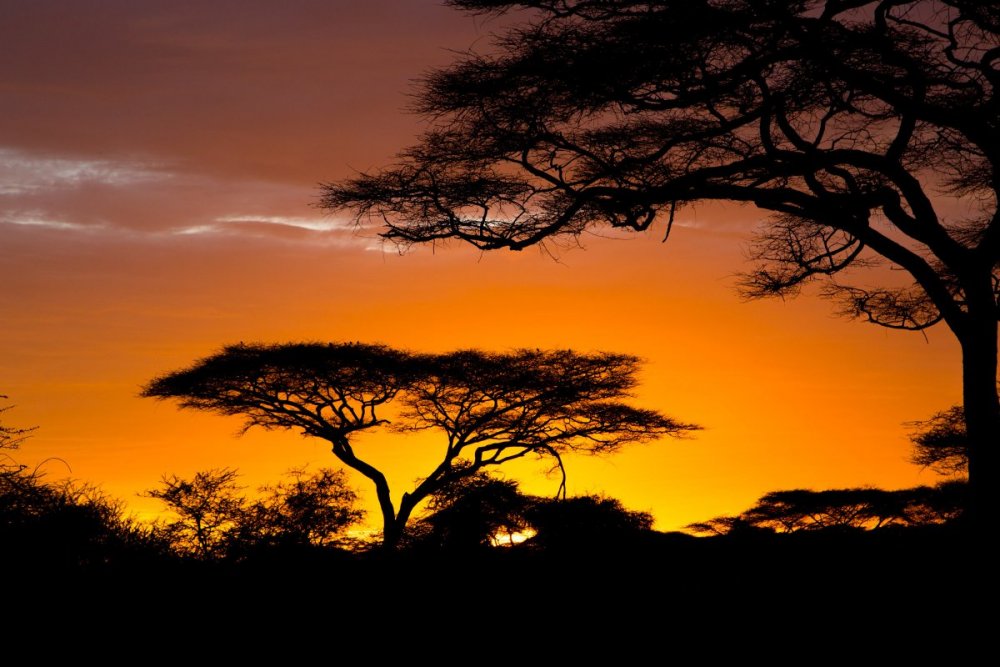 Восточная Африка природа