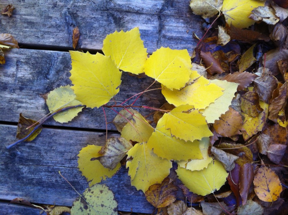 Желтые листья осенью