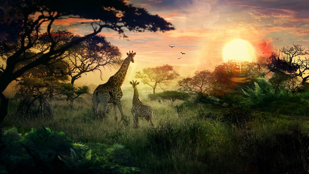 Африка природа джунгли