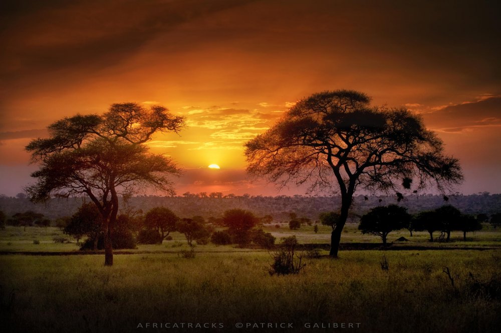 Саванна Килиманджаро на рассвете