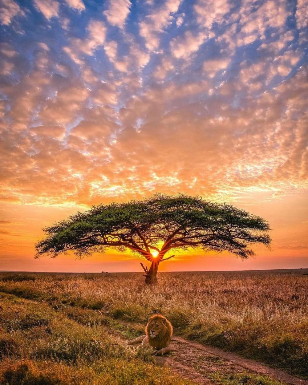 Национальный парк Серенгети, Танзания закат