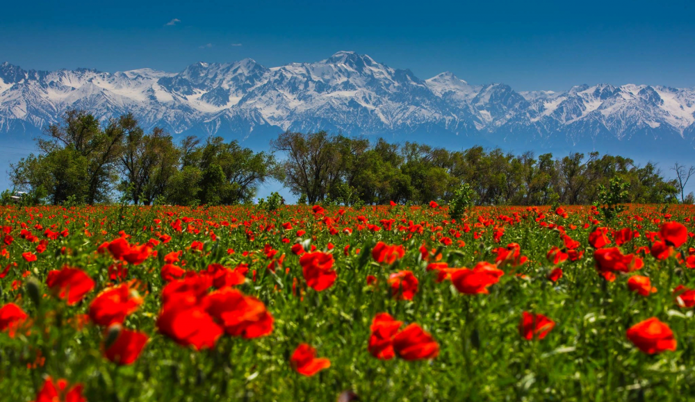 Маковые поля с горами Кыргызстана