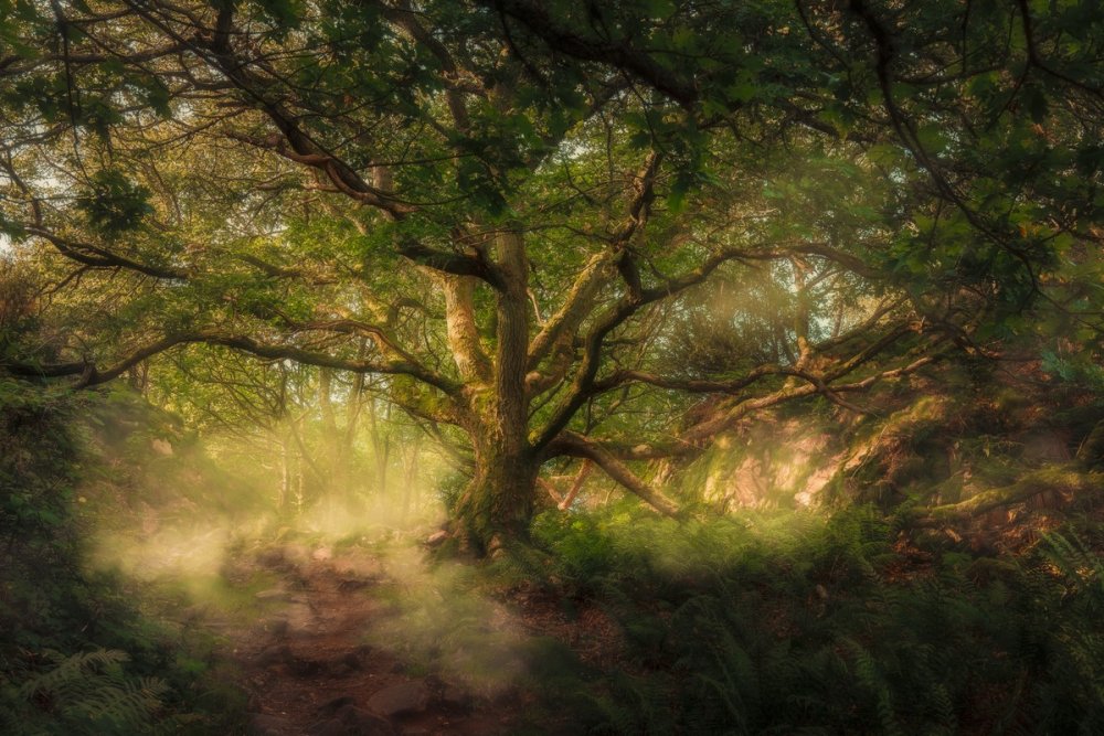 Сказочный лес Эстетика