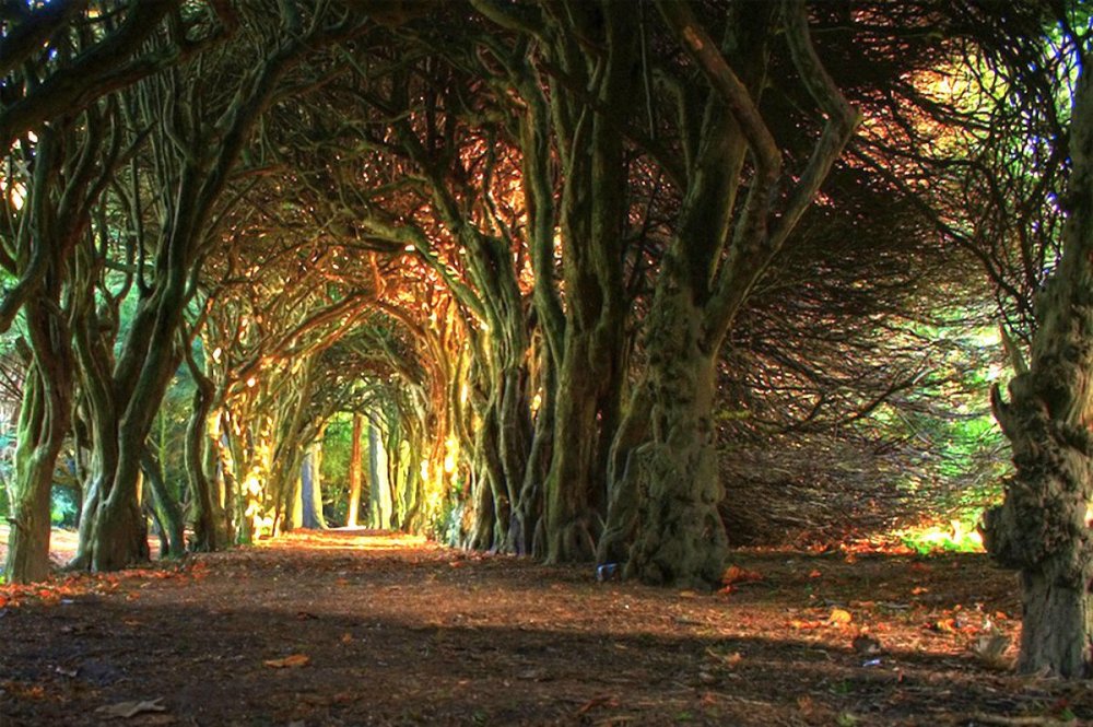 Лес туннель Ирландия