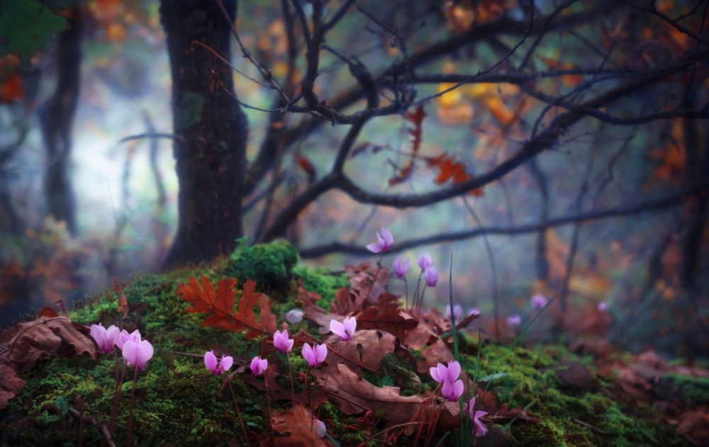 Магический лес цветы