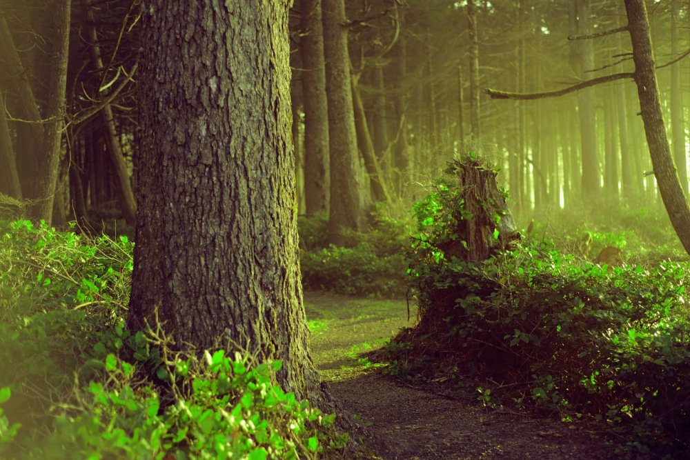 Сказочный лес фото