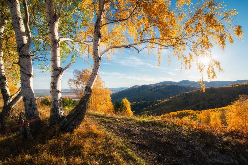 Золотая осень горный Алтай Белокуриха