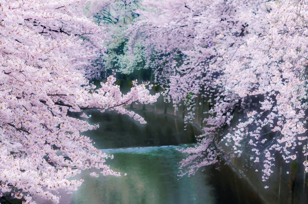 Cherry Blossom слив