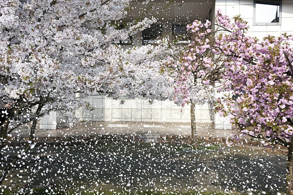 Sakura Haruno пантсу