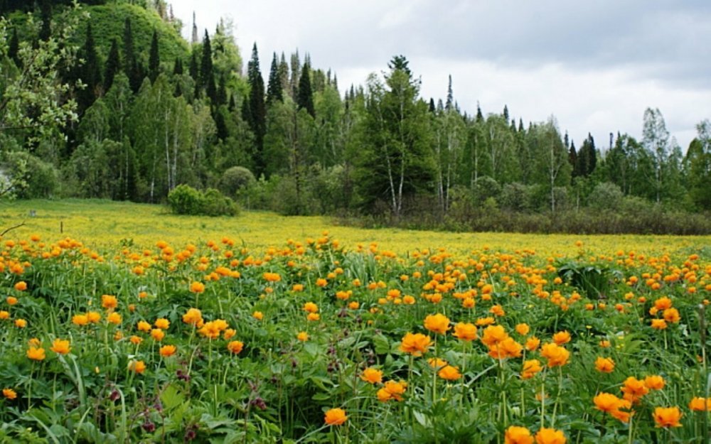 Поляны в лесу с цветами Италмас в Удмуртии