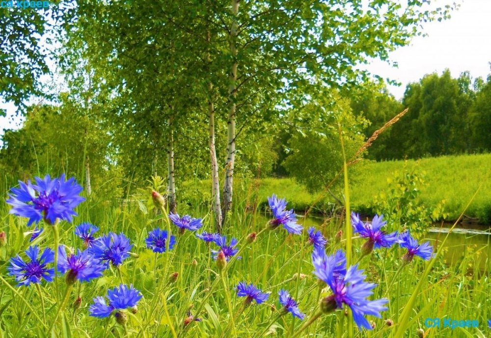 Растения Луга Василек синий полевой