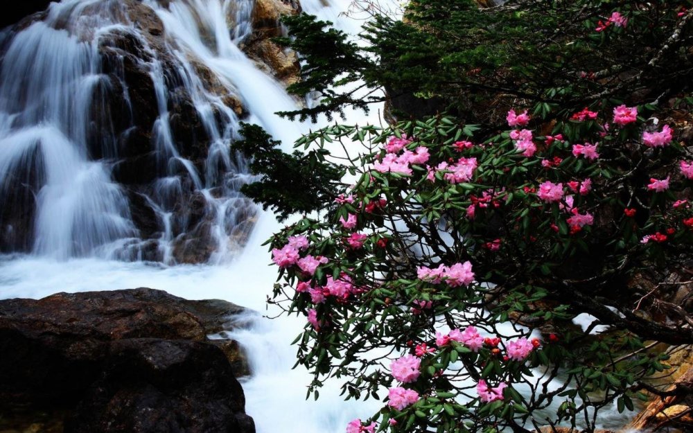 Рододендроны у водопада
