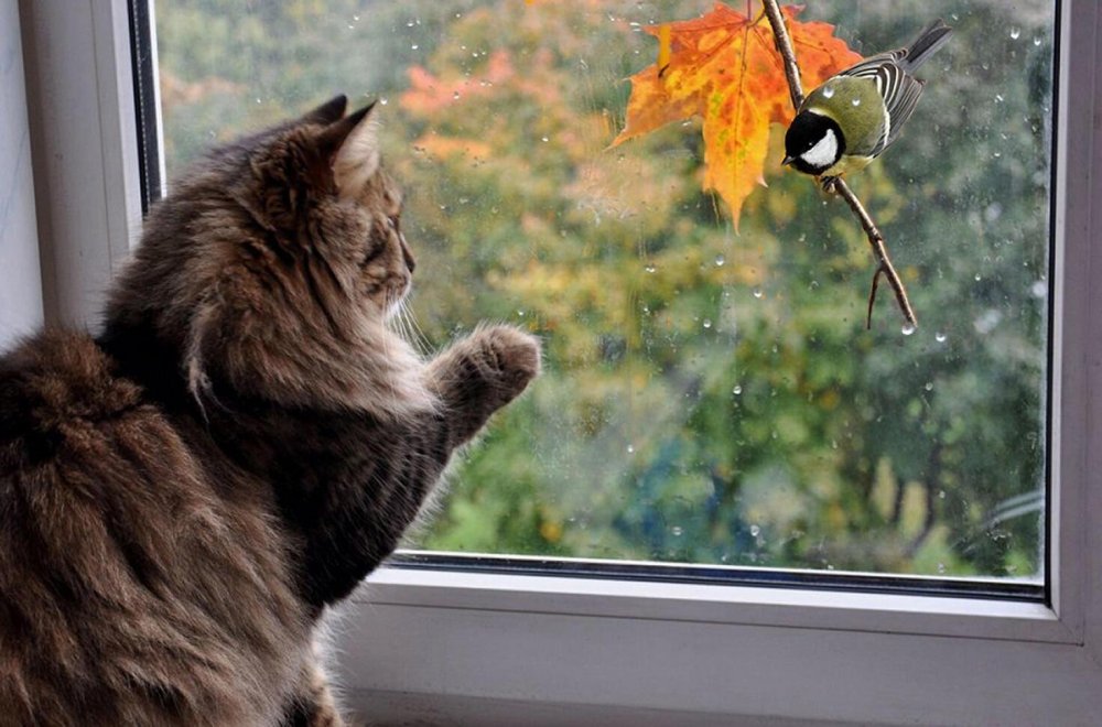 Кошка на окне осень
