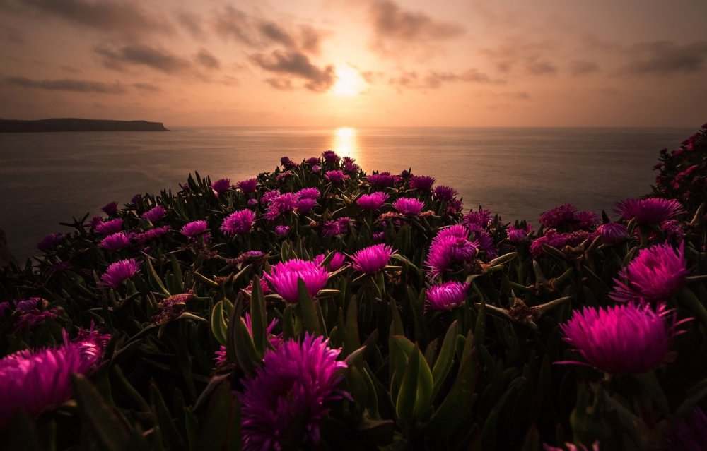 Вечер море закат и цветы