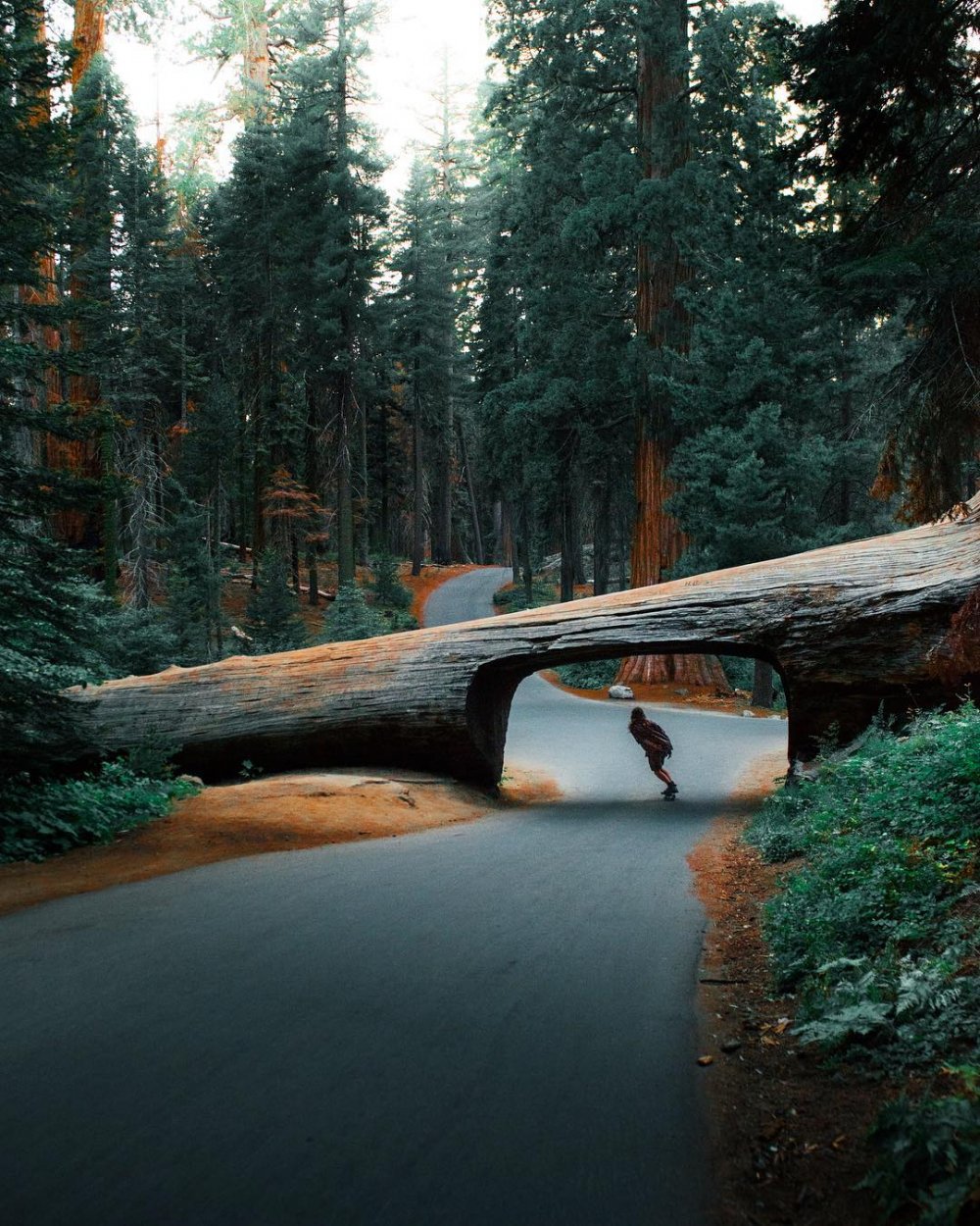 Парк Секвойя Калифорния туннель