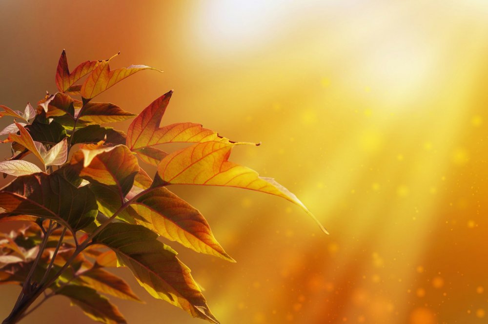 Фон листья солнце