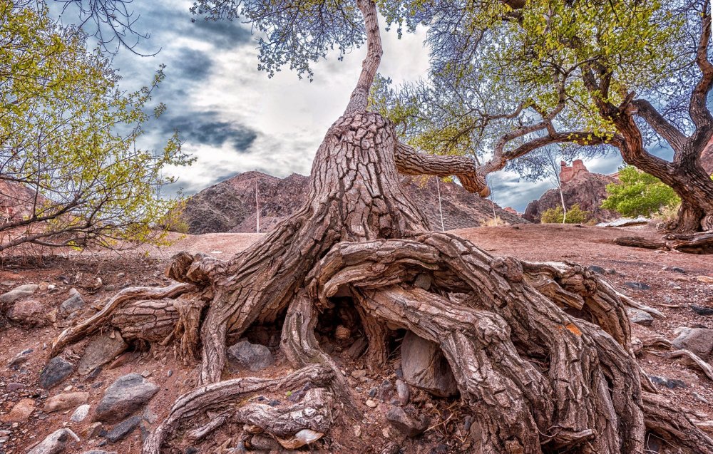 Гигантское дерево с корнями