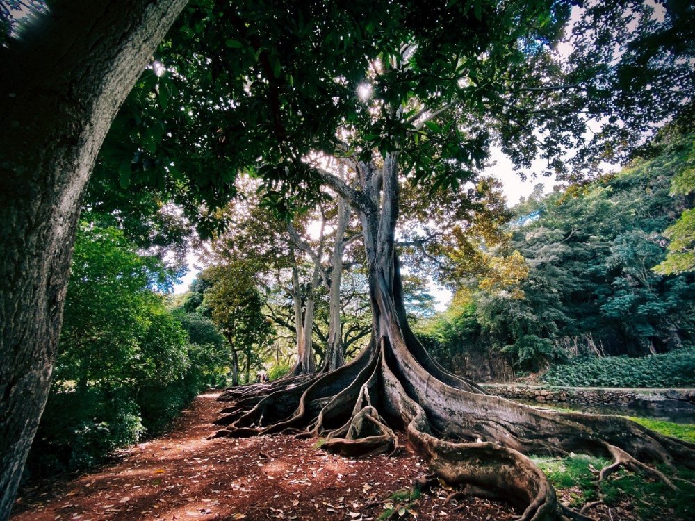Дисковидные корни тропических деревьев