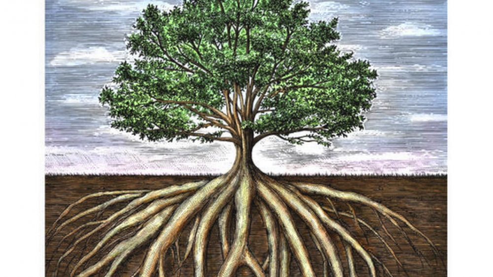 Дерево с большой корневой системой