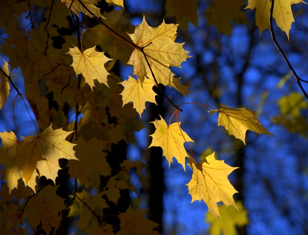 Осень желтые листья