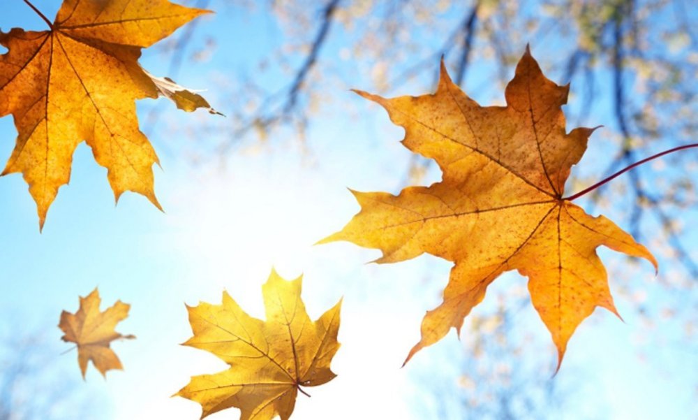 Осенние листья небо