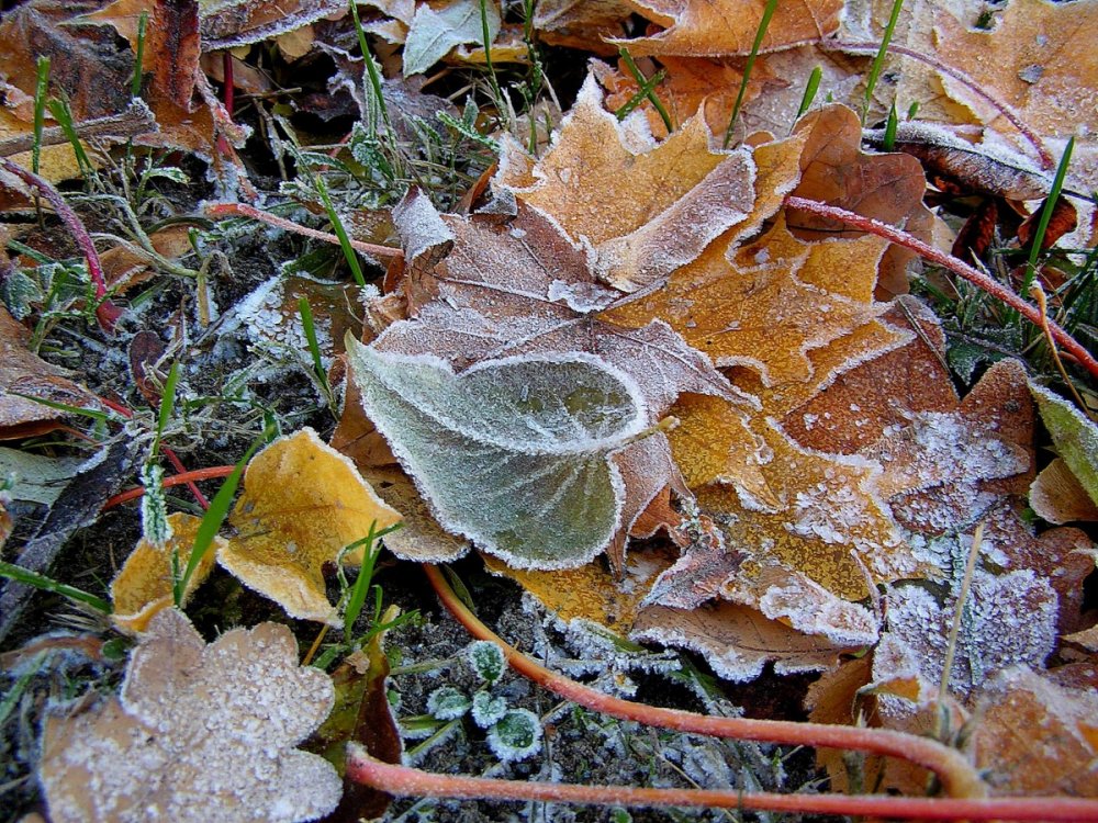 Природа осень заморозки