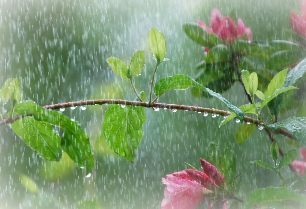 Картина весенний дождь Афанасий Фет