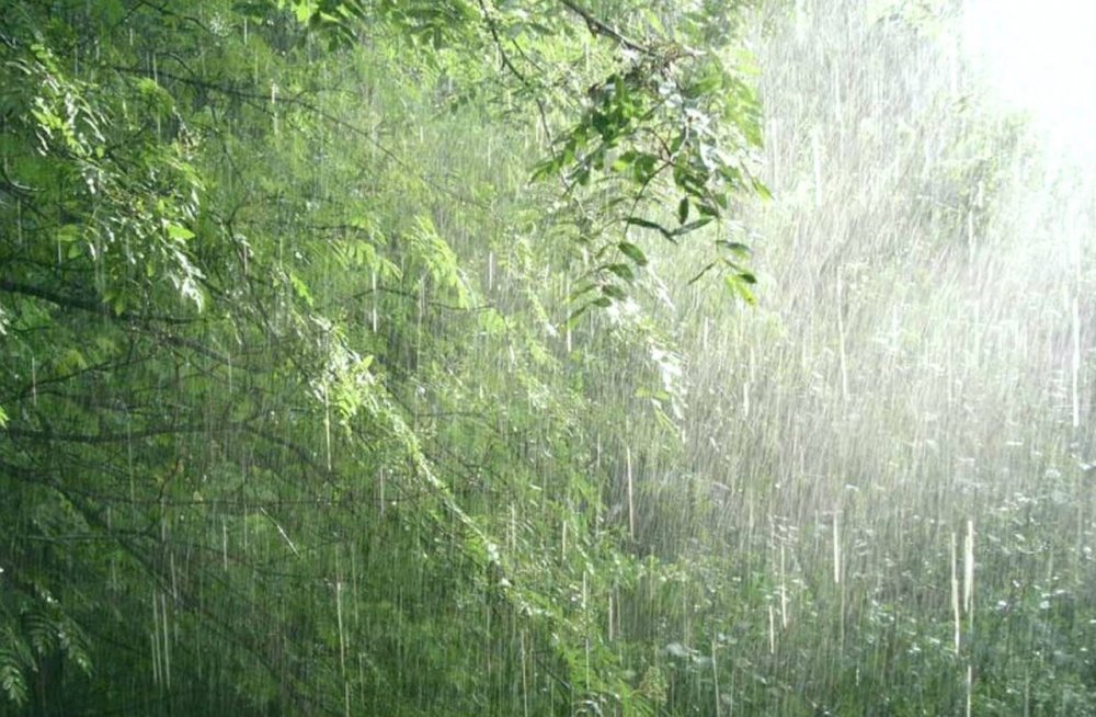 Летний дождь в лесу