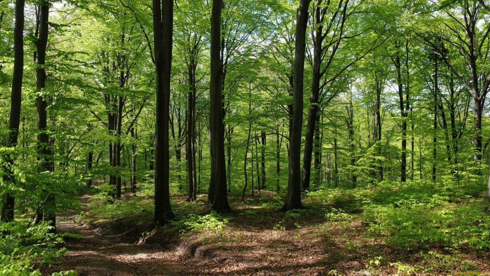 Дуб широколиственный лес