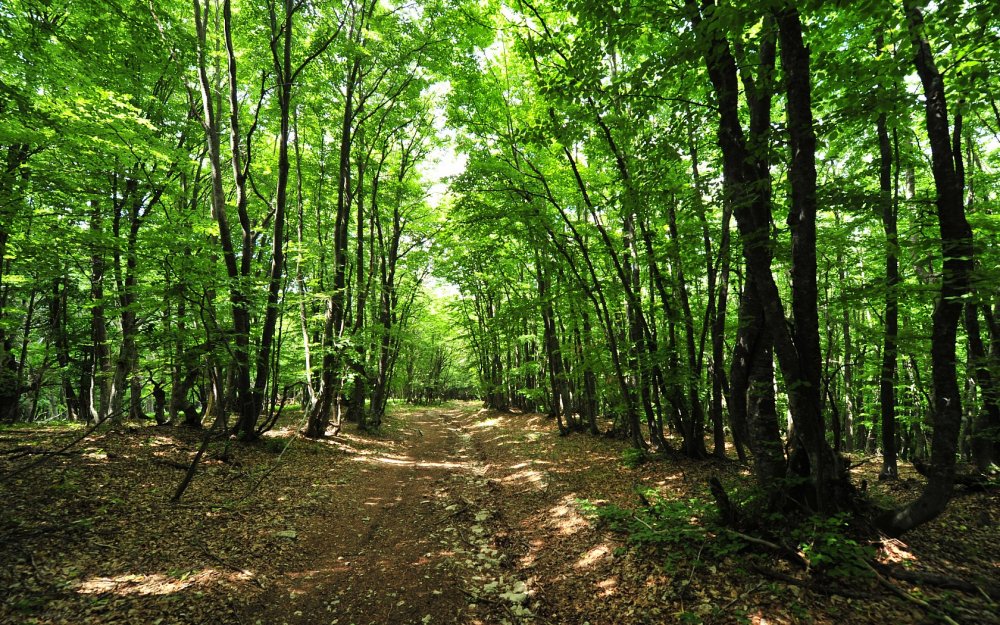 Краснодарский край Крымский район хвойный лес
