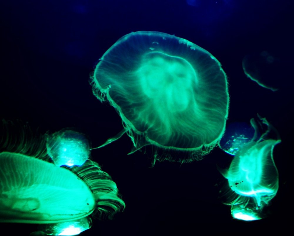 Много медуз