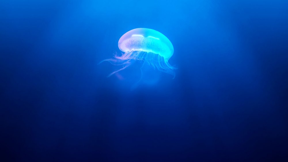 Медузы на темном фоне