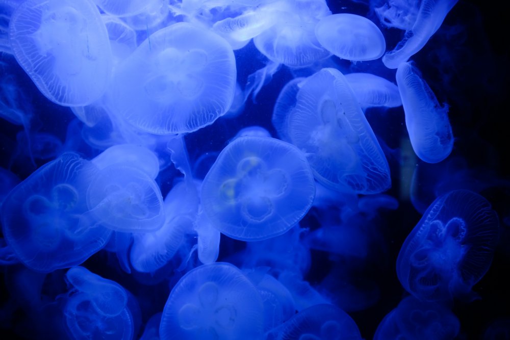Стая медуз