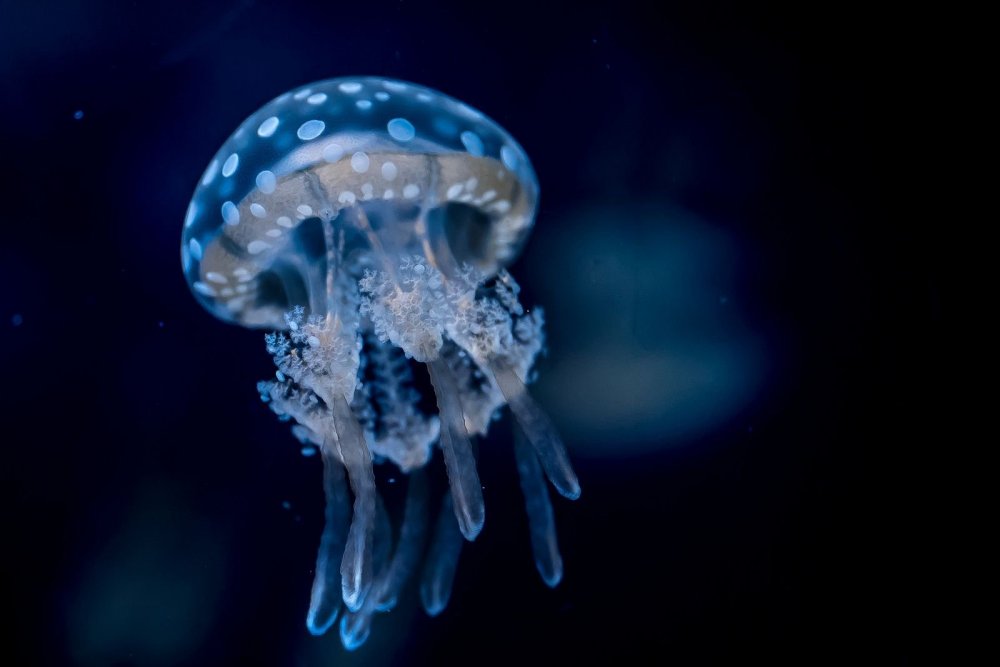 Коралловая медуза