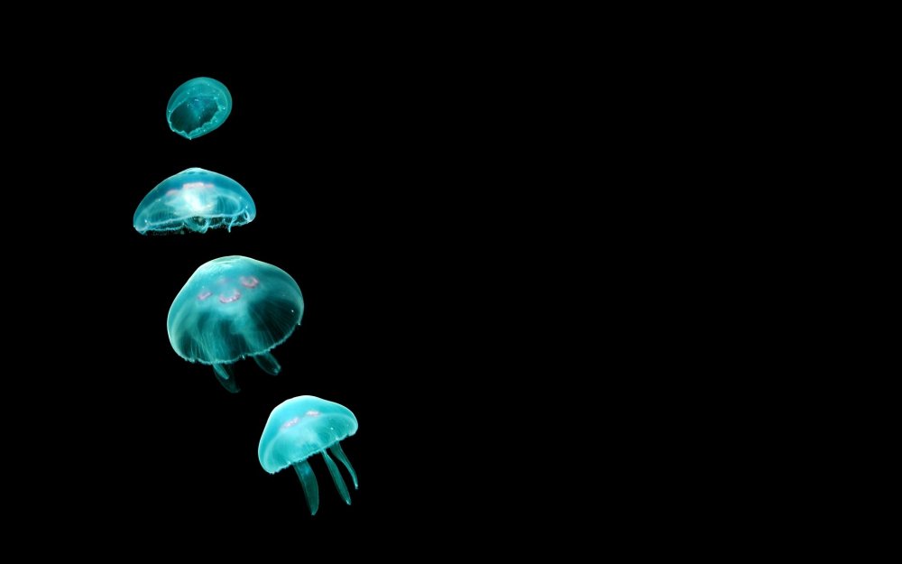 Биолюминесценция медузы