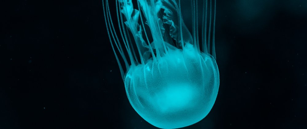 Бирюзовая медуза